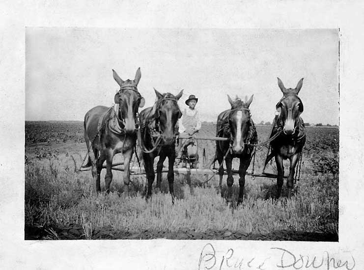 <bruce downer plowing with four mules>