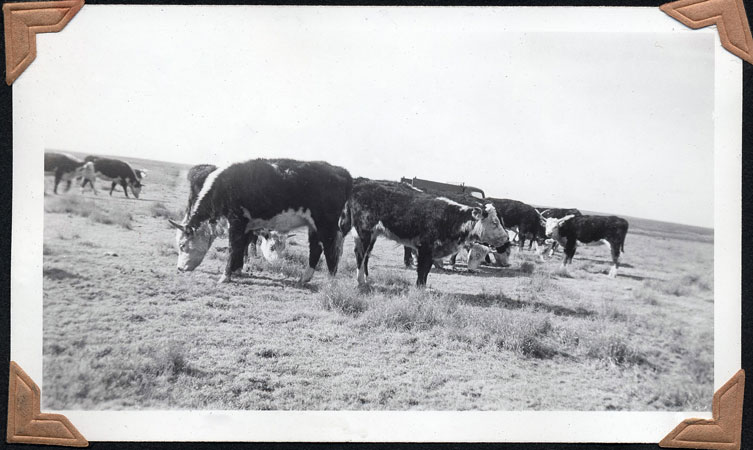 <adron turner's herford cattle on his diamond a ranch. dodge truck can be seen in the background>