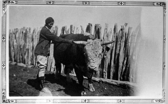 johnie with herford bull