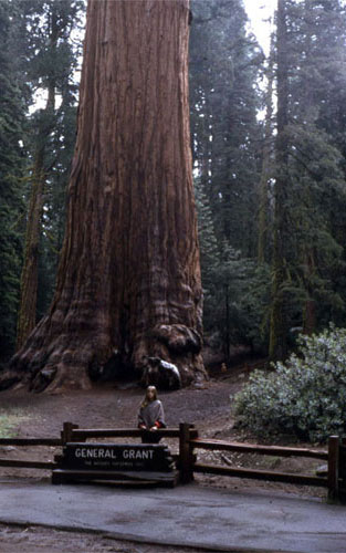 <general grant red wood sequoia>