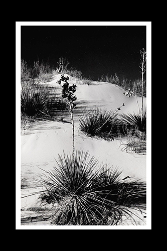<white sands black and white red filter yucca>