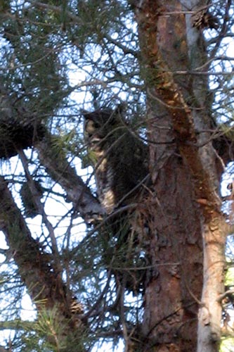 <owl in pine tree>