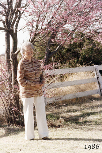 <mother tree with pink blooms portales yard white fence>