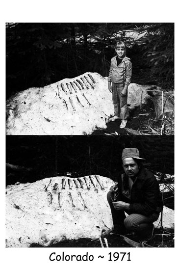 <trout fish snow bank colorado>