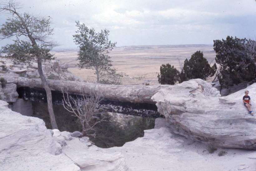 <petrified forrest>