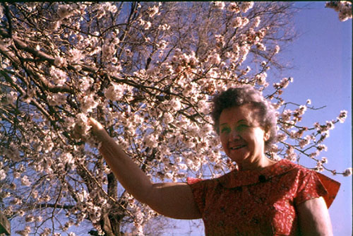 <apricot blossoms>