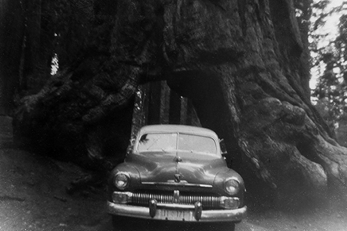 <giant red wood 1952 mercury>