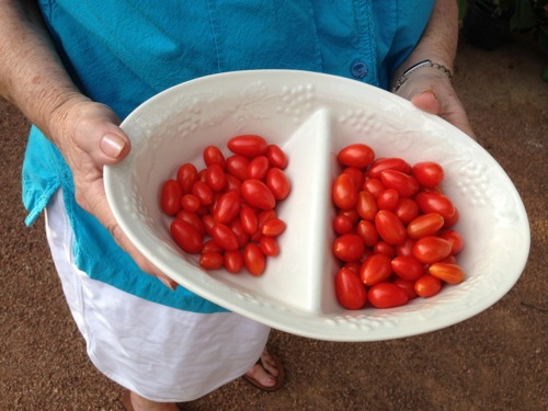 <tomato crop>