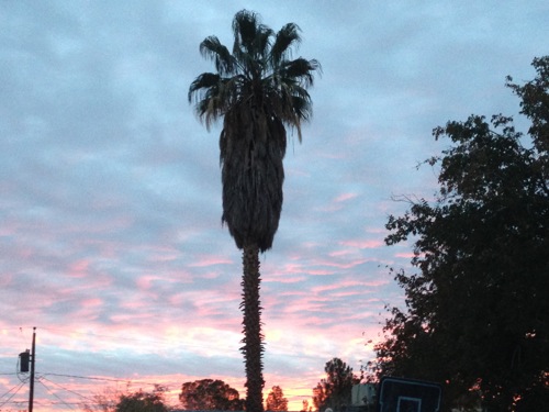 <palm tree sunrise>