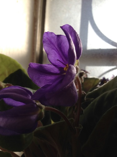 <african violet flower>