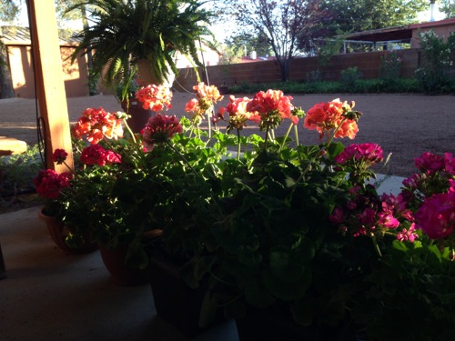 <baby sitting kelly's geraniums>