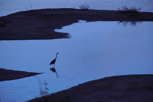 <bird wading in burn lake>