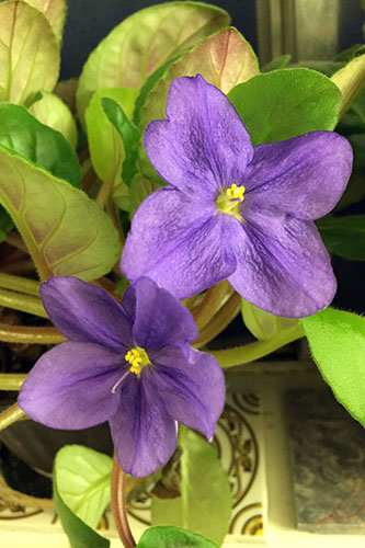 african violet rollover