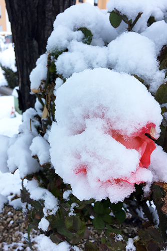 Rose in snow