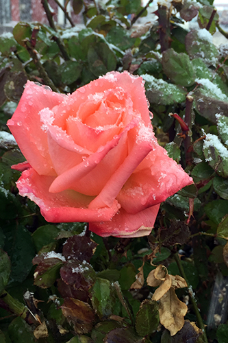 rose in snowstorm