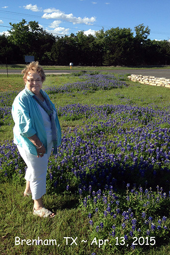 brenham, tx bluebonnets