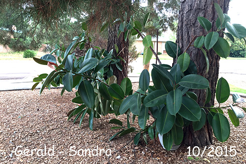 gerald and sandra rubber plants 10/2015