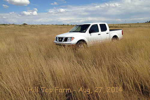 hill top farm sideoats grama