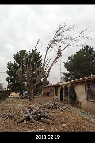 mulberry tree removal