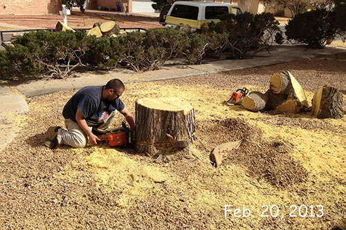 mulberry tree removal 2013