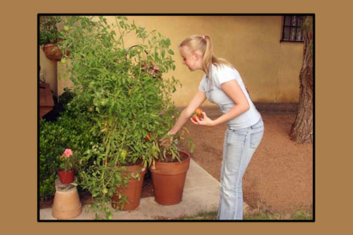 tomato picker