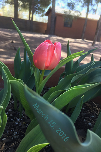 tulip march 15, 2016