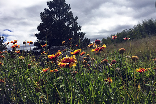 Common Blanket Flower